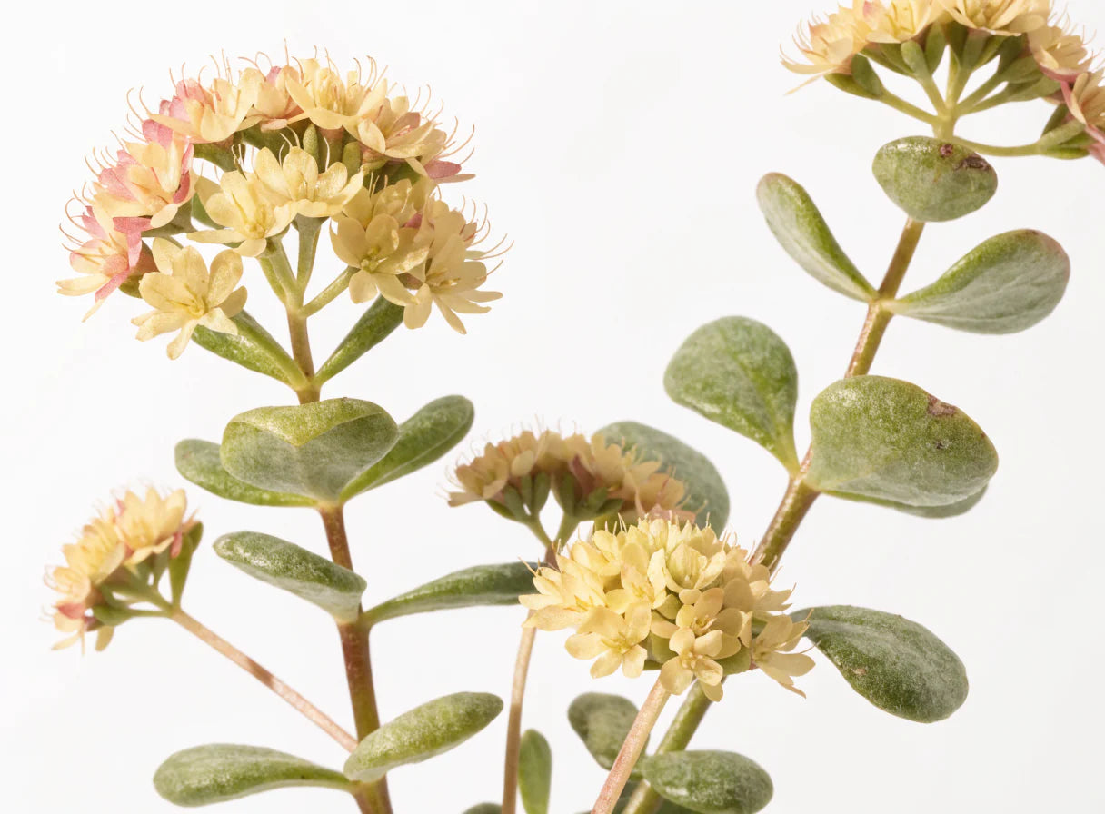 Rhodiola rosea botanical macro