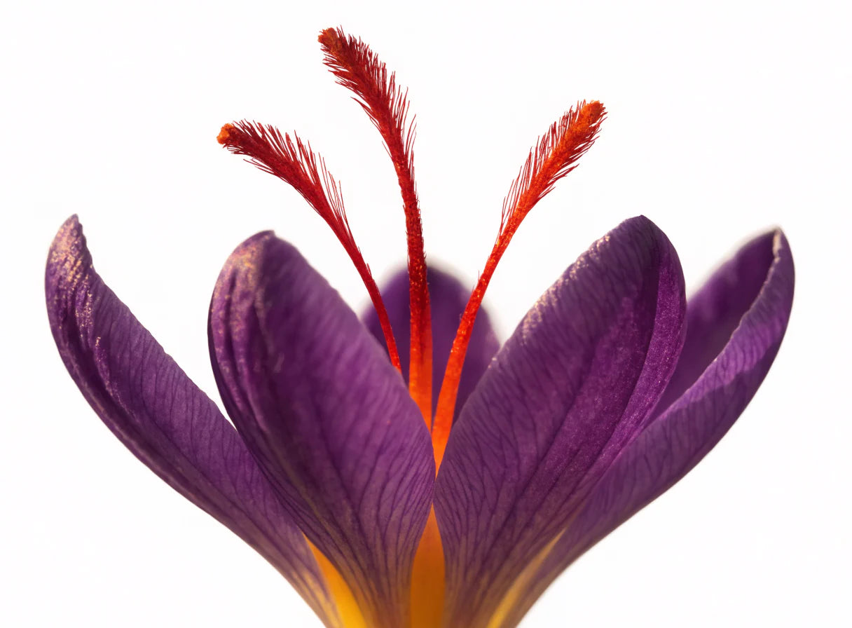 Crocus sativus flower with crimson stigmas