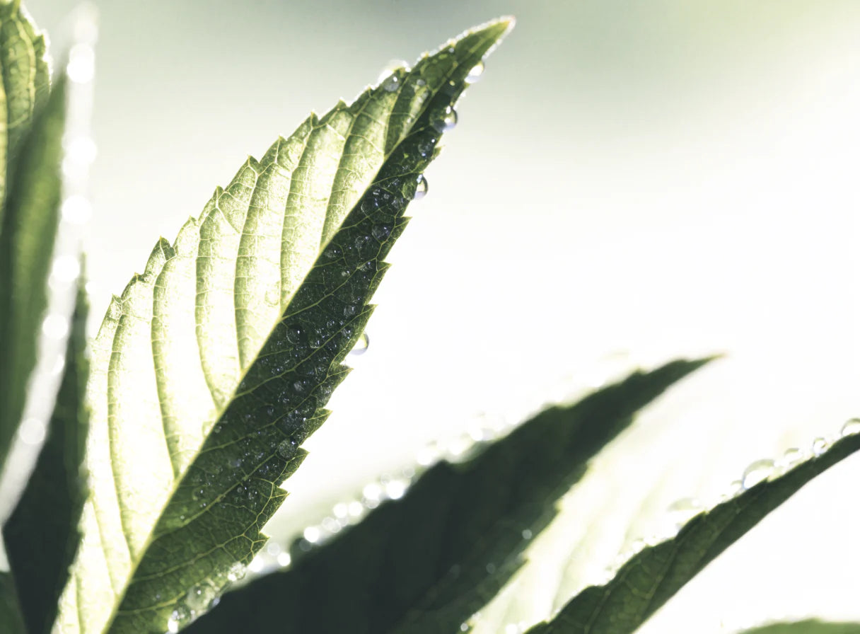Fresh green tea leaves with morning dew